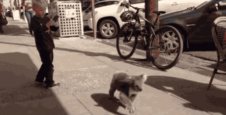 Пост обожания коал / Питомцы