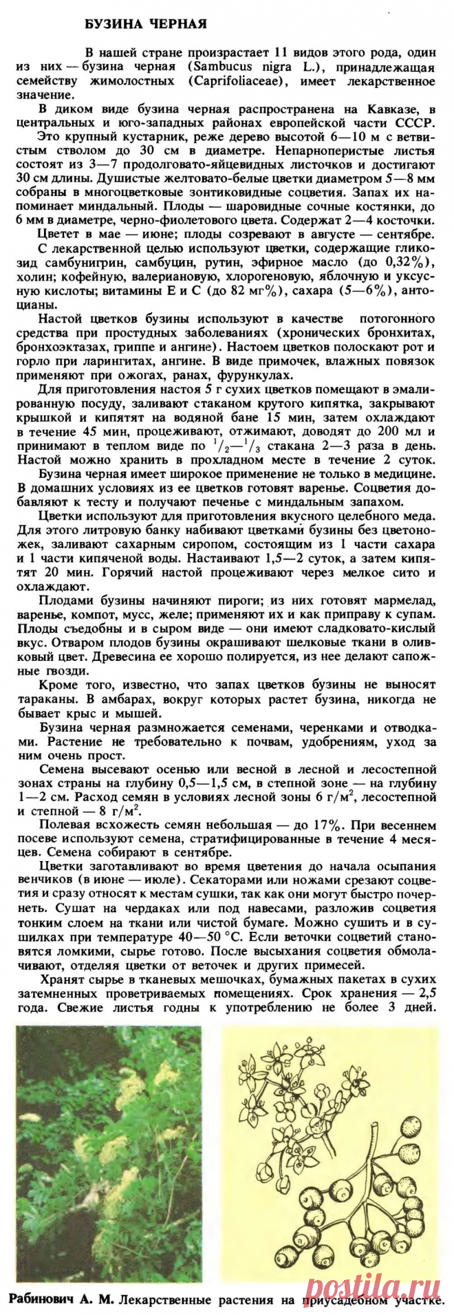 Бузина черная