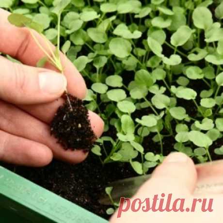 Зачем нужна пикировка