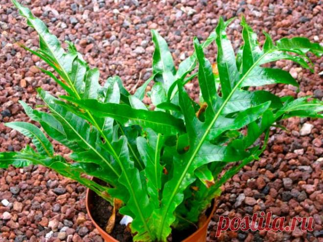 Аглаоморфа