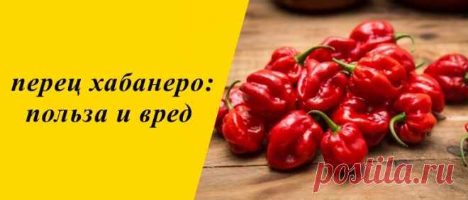 Перец хабанеро: польза и вред для организма, рецепты блюд Перец хабанеро: описание и история, польза, вред и противопоказания, применение в косметологии и кулинарии, рецепты блюд.