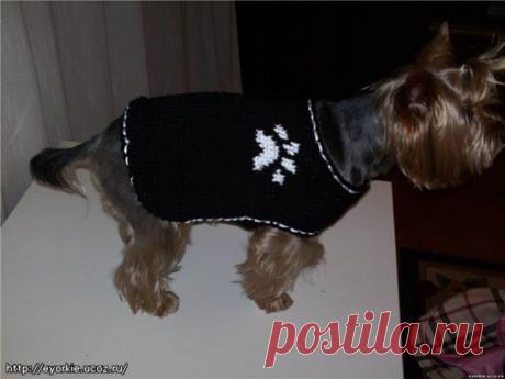 Вязаная попона - Форум НАШИ ЙОРКИ И ИХ ДРУЗЬЯ