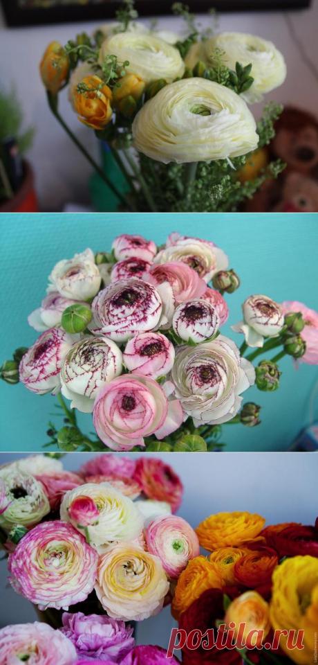 Ранункулюс азиатский - азиатские лютики