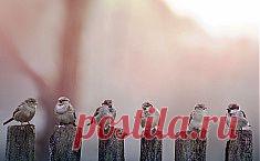 Лекарственные бабушкины советы: приложи к радикулиту лист от хрена свежий / Журнал садовода  VladimirPonomarenko / 7dach.ru