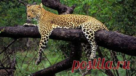 40 Beautiful Leopard Pictures in their Wild Nature - Tail and Fur Here we will be talking about the most elusive animal in this planet and that is the Leopard. We all know about them a lot but there are also some hidden facts that are still unknown to us and all of them are about leopards. Do you really known that leopards are like cats and can be kept as a companion pets in home? Yeah! seems like it is giving you a shock, but it’s true. So now, you will believe there are ...