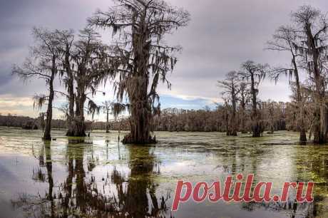 Кипарисовое озеро США