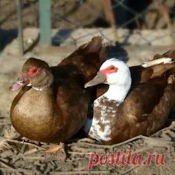 Индоутки: выращивание и уход