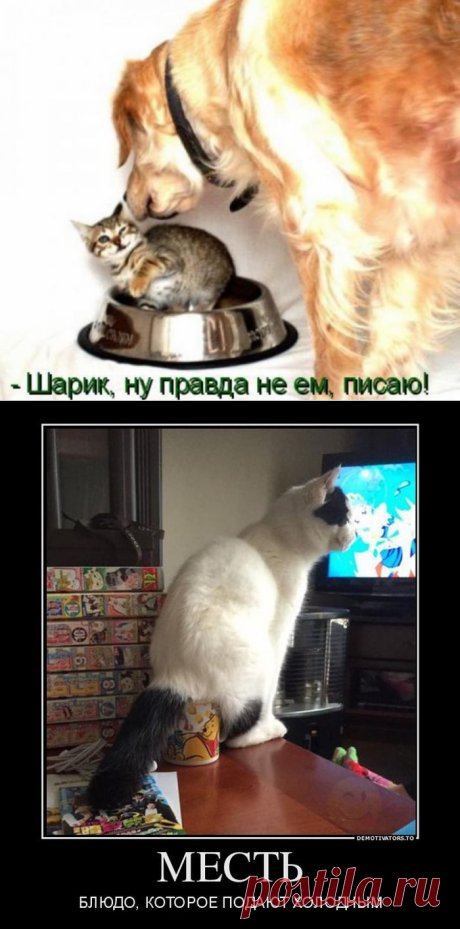 Месть животных / Питомцы