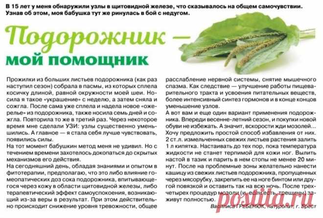 Подорожник от узлов в щитовидной железе