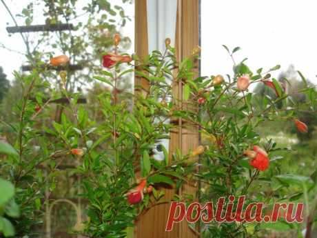 Комнатный гранат, при выращивании из косточки или небольшого черенка, начинает плодоносить на 7-8 месяц после посадки. Конечно в первый год нужно удалять плодики, давая тем самым окрепнуть растению ( зачастую они осыпаются сами). Фото и гранатики из личной коллекции.