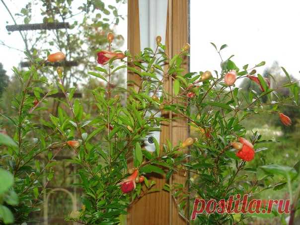 Комнатный гранат, при выращивании из косточки или небольшого черенка, начинает плодоносить на 7-8 месяц после посадки. Конечно в первый год нужно удалять плодики, давая тем самым окрепнуть растению ( зачастую они осыпаются сами). Фото и гранатики из личной коллекции.