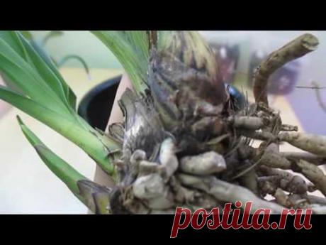 Пересадка цимбидиумов. Осмотр корней.