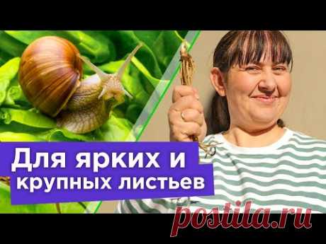 ПОДКОРМИТЕ ЭТИМ ХОСТЫ ВЕСНОЙ, чтобы кусты были пышные! Защита от слизней и посадка хост весной