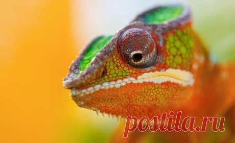 Царство животных в фотографиях