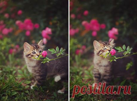 Животные и цветы