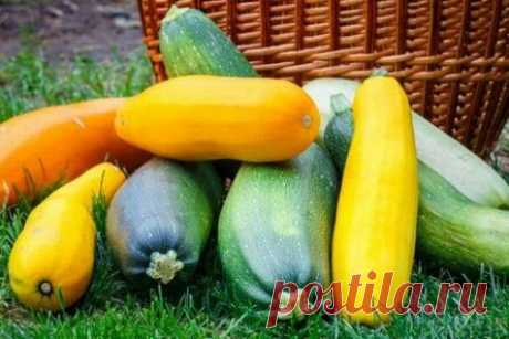 Запасаемся на зиму ценным продуктом: как сохранить кабачки до весны