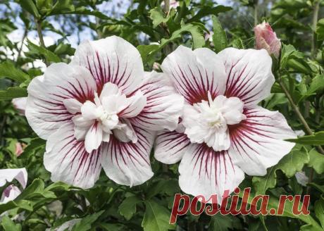 Как правильно вырастить гибискус садовый сирийский? Секреты успеха выращивания цветов сирийский гибискус. Посадка и уход в открытом грунте. Способы размножения и возможные трудности. Подсказки опытных цветоводов.