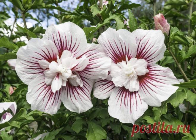 Как правильно вырастить гибискус садовый сирийский?   Секреты успеха выращивания цветов сирийский гибискус. Посадка и уход в открытом грунте. Способы размножения и возможные трудности. Подсказки опытных цветоводов.