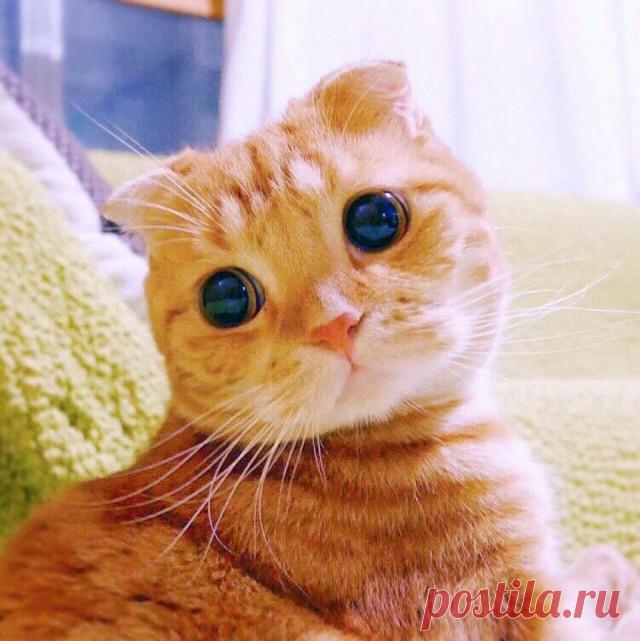 Прикольных котов пост - ЯПлакалъ