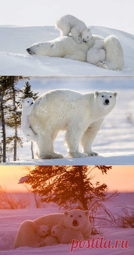 Ради этих кадров фотограф провел 117 часов на лютом морозе