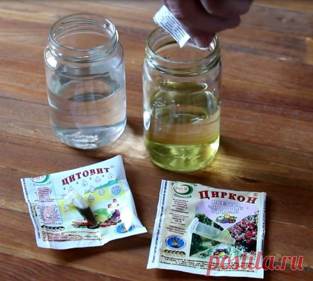 Подготовка семян к посеву и уход за рассадой: полезные советы новичкам | Удобрения и стимуляторы (Огород.ru)