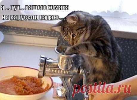 Порция кототерапии :)) | МАЛЕНЬКАЯ СТРАНА МС