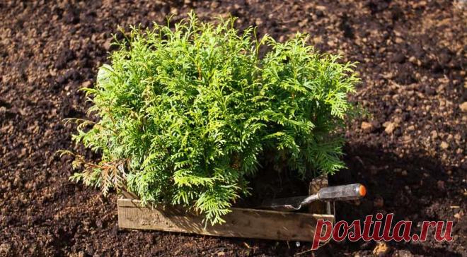 Выращивание туи на Supersadovnik.ru