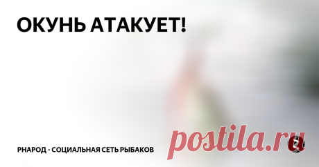 ОКУНЬ АТАКУЕТ! "Разбойники" откликнулись почти сразу, на классический окунёвый джиг, но пока поштучно в разных местах. Не хочу ставить меньший размер силикона,в мозгах всё равно крутится мысль о щуке. Правда поводок сегодня флюр 0,2 мм., но чем чёрт не шутит?