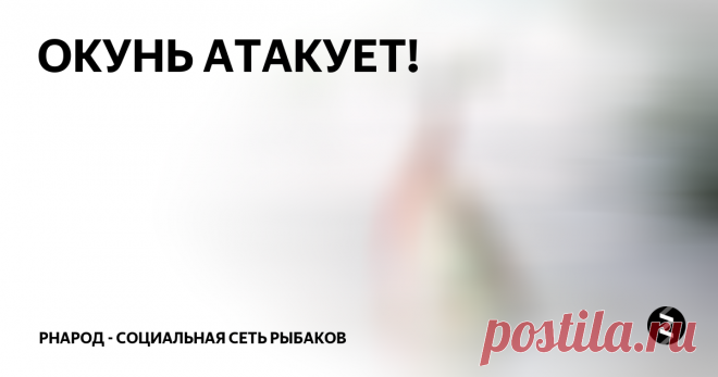 ОКУНЬ АТАКУЕТ! 