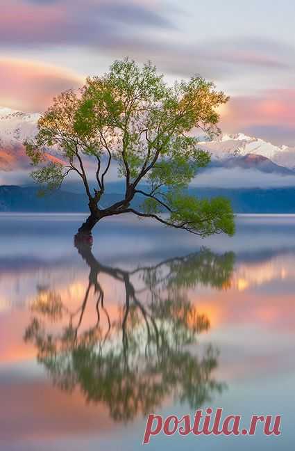 500px / Lake Wanaka by Karen Plimmer | Wonderful Tree-Forestscape | P…