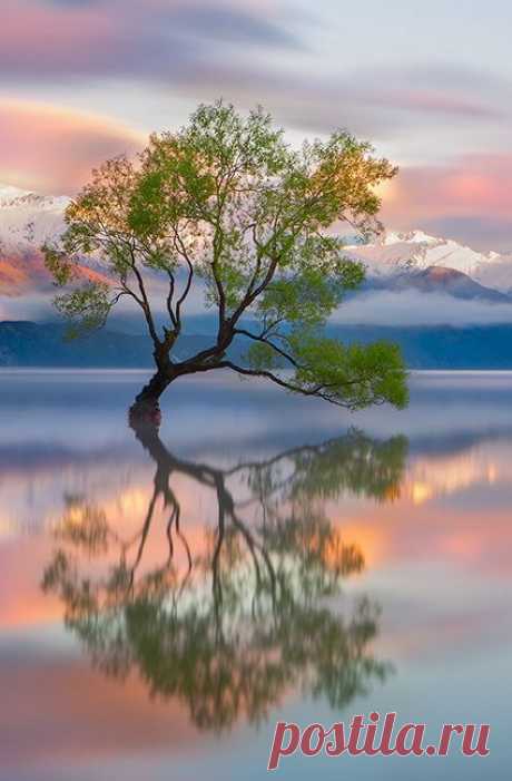 500px / Lake Wanaka by Karen Plimmer | Wonderful Tree-Forestscape | P…