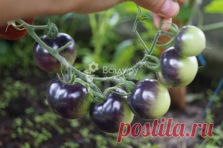 Обработка помидоров от фитофторы органическими средствами с фото Фитофтороз томатов лечение народными методами и биологически активными препаратами. Обработка помидор сывороткой и йодом от фитофторы в теплице и грунте