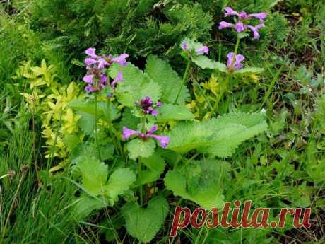Буквица крупноцветковая (Betonica grandiflora, или Betonica macrantha), ранее чистец крупноцветковый (Stachys grandiflora)