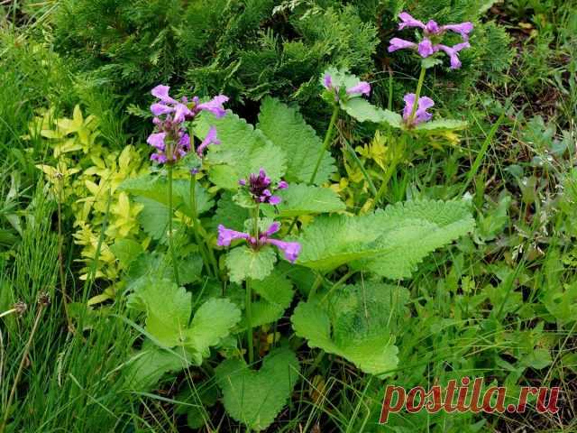 Буквица крупноцветковая (Betonica grandiflora, или Betonica macrantha), ранее чистец крупноцветковый (Stachys grandiflora)