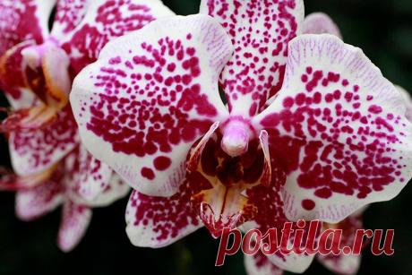 Почему у орхидеи опадают цветы и бутоны?