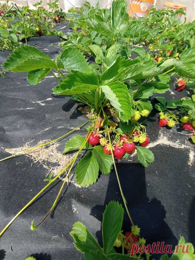 Мой опыт посадки клубники под спанбонд
