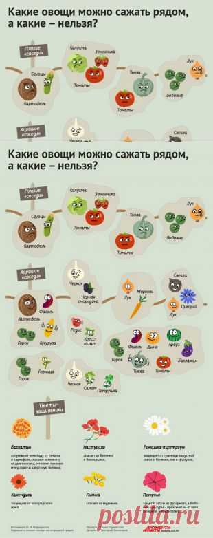 Порядок на грядках: какие растения несовместимы друг с другом. Инфографика | Памятка | ИНФОГРАФИКА | АиФ Краснодар