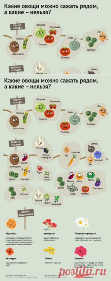 Порядок на грядках: какие растения несовместимы друг с другом. Инфографика | Памятка | ИНФОГРАФИКА | АиФ Краснодар