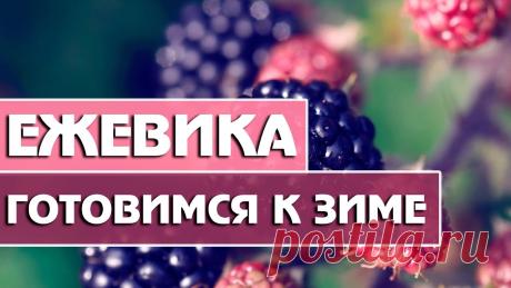 Ежевика — Готовимся к зиме ! Ежевика — растение сильное и мощное. Чтобы оно восстанавливалось, цвело и плодоносило, нужно давать ему максимум питания. На зиму почву лучше укрывать слоем ...