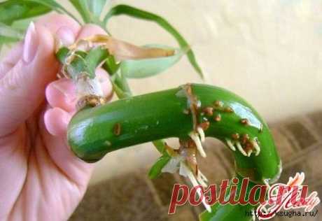 115965678_large_dracenasanderarazmnozhenie4.jpg (450×309)