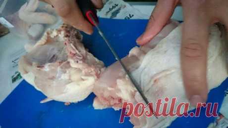 Разведение и выращивание домашних мясных голубей