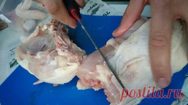 Разведение и выращивание домашних мясных голубей