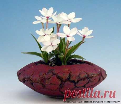 НЕЗНАКОМЕЦ РОДОГИПОКСИС БАУРА