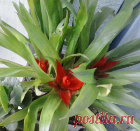 Одноклассники