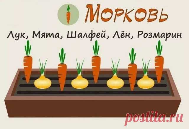 Как повысить урожайность и эффективность грядок | Мои Идеи Для Дачи и Сада