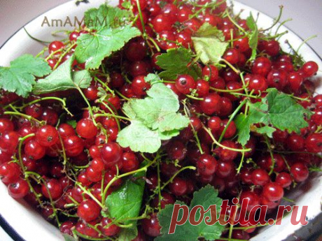 Желе из красной смородины