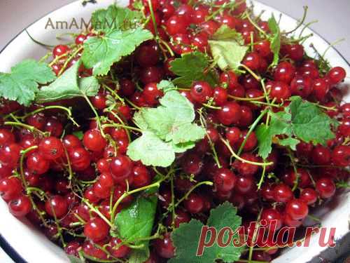 Желе из красной смородины