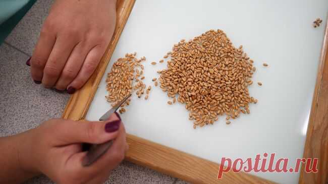 Глава Минсельхоза рассказала о прогнозе по сбору зерна на 2025 год