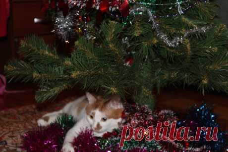 У Рыжика тоже новый год!!!