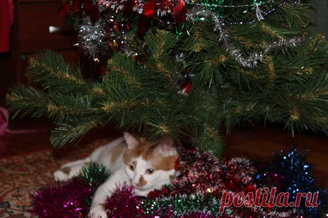 У Рыжика тоже новый год!!!